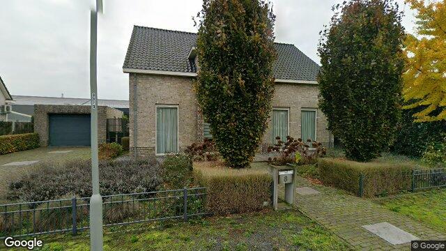 House Steer in Nederweert